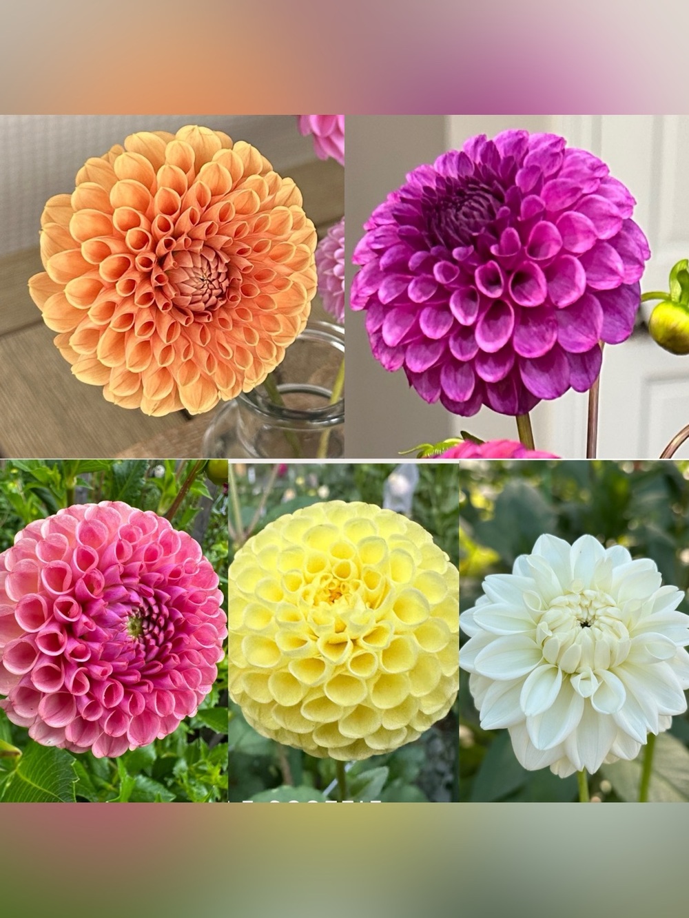 Dahlia Tuber Bundle - ball and decorative types - last chance for the ‘26 season